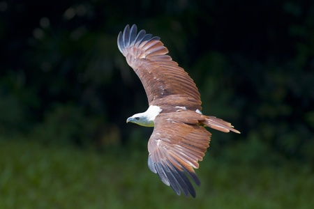 Eagle gps Eagle gps