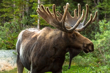 Vehicle Tracking Device >> Moose in Colorado Being Monitored with GPS Tracking - Live ... Vehicle Tracking Device >> Moose in Colorado Being Monitored with GPS Tracking - Live ...