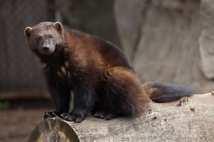 Wolverines Data To Learn About Wolverines, Researchers Track Humans - Live View GPS ...